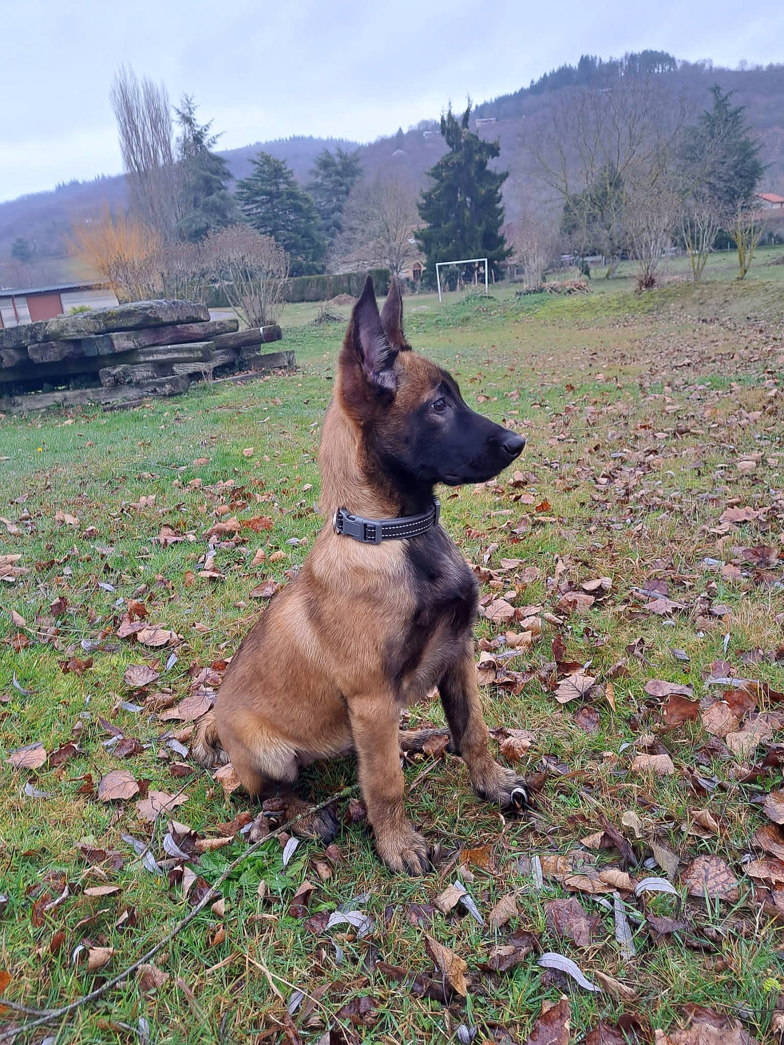 Kiko participe au concours pour gagner de l'argent avec cette photo : carnivore, cloud, collar, companion_dog, dog, dog_breed, east_european_shepherd, fawn, german_shepherd_dog, grass, grassland, hill, landscape, liver, mountain, old_german_shepherd_dog, plant, sky, tree, working_animal