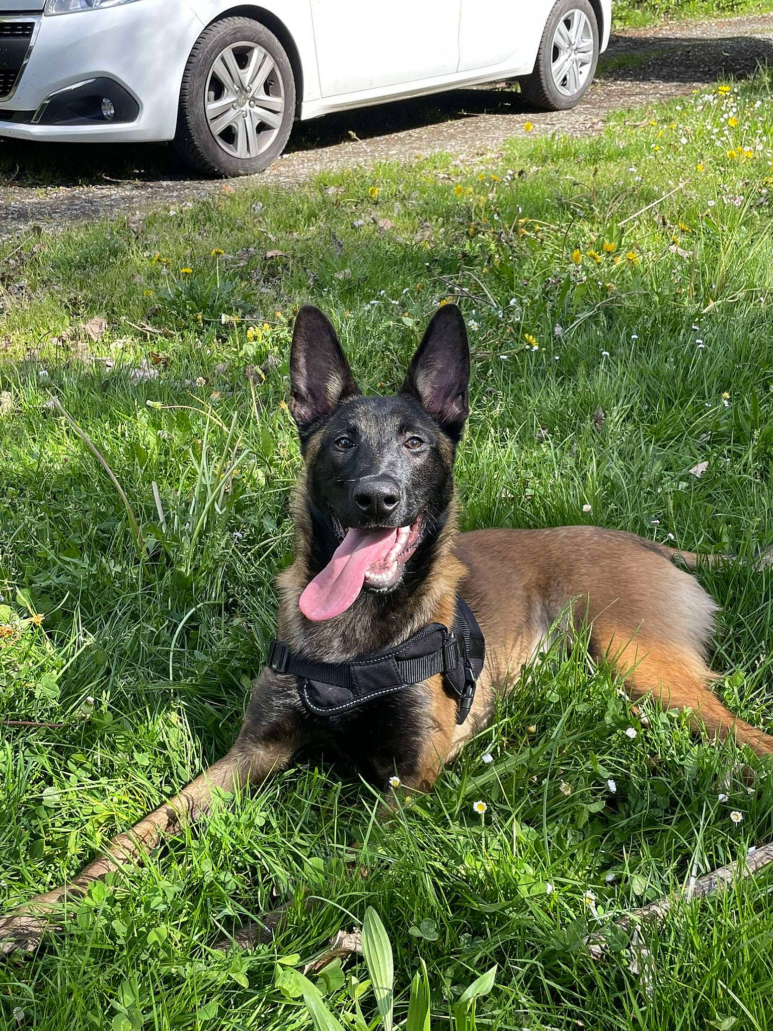 Kiko participe au concours pour gagner de l'argent avec cette photo : automotive_design, automotive_tire, car, carnivore, companion_dog, dog, dog_breed, door, fawn, fender, grass, green, hood, hubcap, lawn, plant, snout, tire, vehicle, wheel