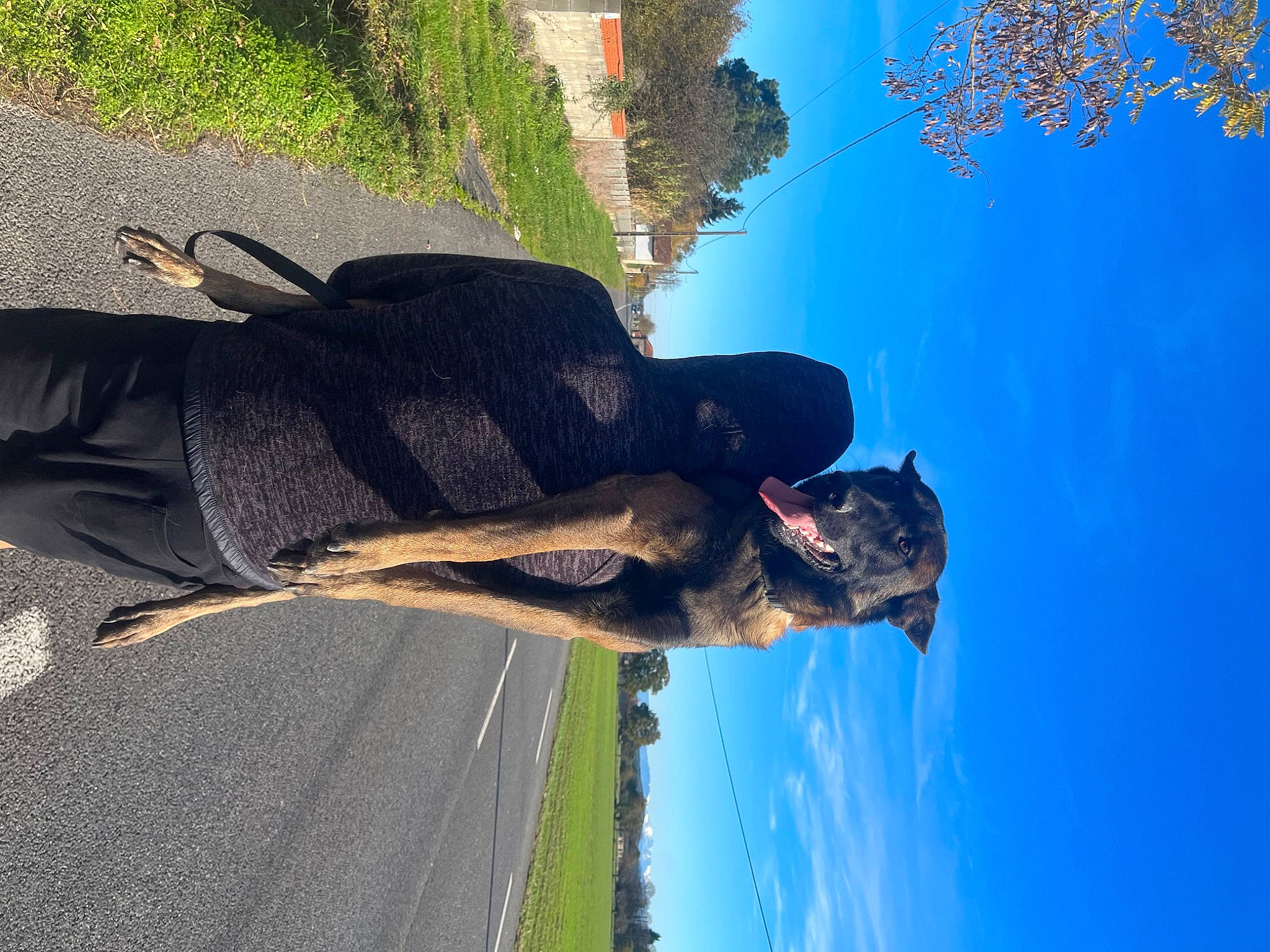 Kiko a rejoint le concours — aidez-le/la à gagner de superbes lots ! adventure, asphalt, dog, electric_blue, fun, gesture, grass, happy, landscape, leisure, organism, people_in_nature, plant, recreation, reflection, shadow, sky, tail, tree, water