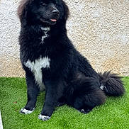 Blue a rejoint le concours — aidez-le/la à gagner de superbes lots ! dog, black_dog, fluffy, sitting, grass, outdoor, pet, canine, white_patches, fur, tongue, portrait, animal, paw, wall, texture, side_view, cute, companion, domestic_animal