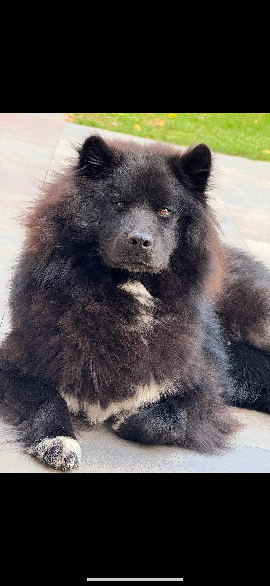 Blue participe au concours pour gagner de l'argent avec cette photo : dog, black_dog, fluffy, pet, animal, canine, fur, paws, lying_down, outdoor, grass, tile_floor, portrait, calm, serene, close_up, mammal, domestic_animal, face, ears