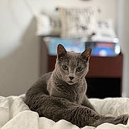 Kisa joined the competition — help win amazing prizes! cat, gray_cat, pet, animal, feline, bed, white_bedspread, indoor, cozy, resting, portrait, green_eyes, fur, cute, relaxed, domestic_cat, soft_light, blurred_background, pillow, furniture