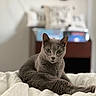 cat, gray_cat, pet, animal, feline, bed, white_bedspread, indoor, cozy, resting, portrait, green_eyes, fur, cute, relaxed, domestic_cat, soft_light, blurred_background, pillow, furniture