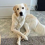 Vicky participe au concours pour gagner de l'argent avec cette photo : dog, golden_retriever, pet, indoor, carpet, floor, white_cabinet, paw, crossed_paws, fur, canine, animal, domestic, resting, looking, curious, calm, home, power_outlet, modern