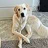 dog, golden_retriever, pet, indoor, carpet, floor, white_cabinet, paw, crossed_paws, fur, canine, animal, domestic, resting, looking, curious, calm, home, power_outlet, modern