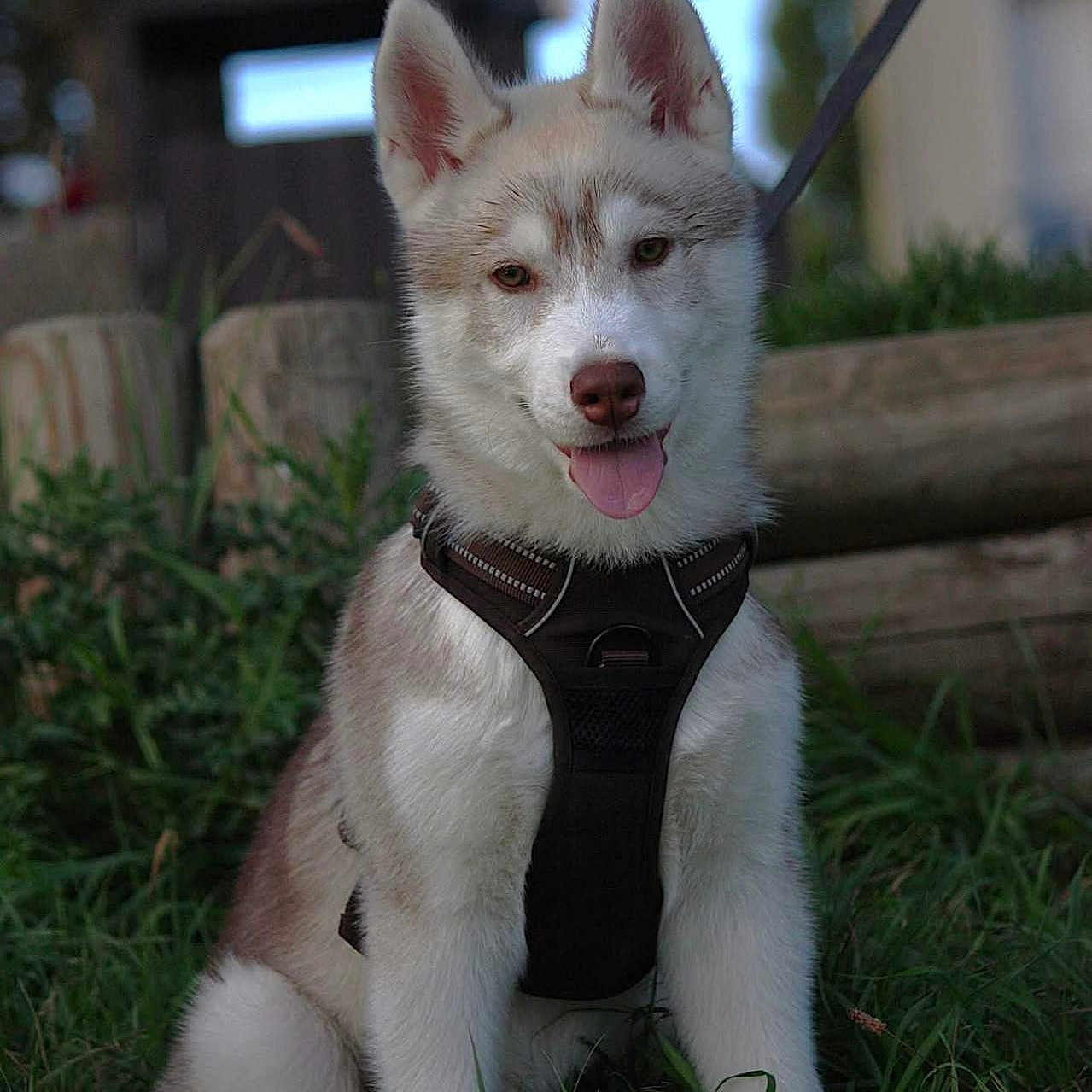 Aegon a rejoint le concours — aidez-le/la à gagner de superbes lots ! animal, canine, cute, daylight, dog, ears, fur, grass, harness, husky, leash, nature, outdoor, pet, portrait, puppy, sitting, smiling, tongue_out, young