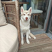 Aegon a rejoint le concours — aidez-le/la à gagner de superbes lots ! dog, puppy, husky, sitting, wooden_deck, wicker_chair, cushion, indoor_outdoor, pet, canine, fur, ears, nose, glass_door, plant, blurred_background, floor, domestic_animal, companion, cute
