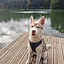 dog, husky, puppy, water, lake, dock, wooden_dock, trees, forest, outdoor, nature, leash, pet, canine, animal, fur, sitting, wet, sky, cloudy