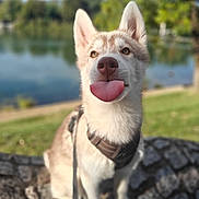 Aegon participe au concours pour gagner de l'argent avec cette photo : animal, canine, cute, dog, ears, fur, greenery, happy, husky, lake, leash, nature, outdoor, park, pet, sitting, stone_surface, sunlight, tongue_out, trees