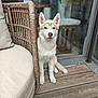 Aegon participe au concours pour gagner de l'argent avec cette photo : dog, puppy, husky, sitting, wooden_deck, wicker_chair, cushion, indoor_outdoor, pet, canine, fur, ears, nose, glass_door, plant, blurred_background, floor, domestic_animal, companion, cute
