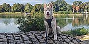 Aegon a rejoint le concours — aidez-le/la à gagner de superbes lots ! animal, clouds, cobblestone, cute, daytime, dog, greenery, husky, lake, landscape, leash, nature, outdoor, park, pet, puppy, sitting, sky, trees, water