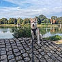 Aegon a rejoint le concours — aidez-le/la à gagner de superbes lots ! dog, husky, puppy, leash, cobblestone, lake, water, trees, sky, clouds, outdoor, nature, greenery, park, sitting, pet, animal, daytime, cute, landscape
