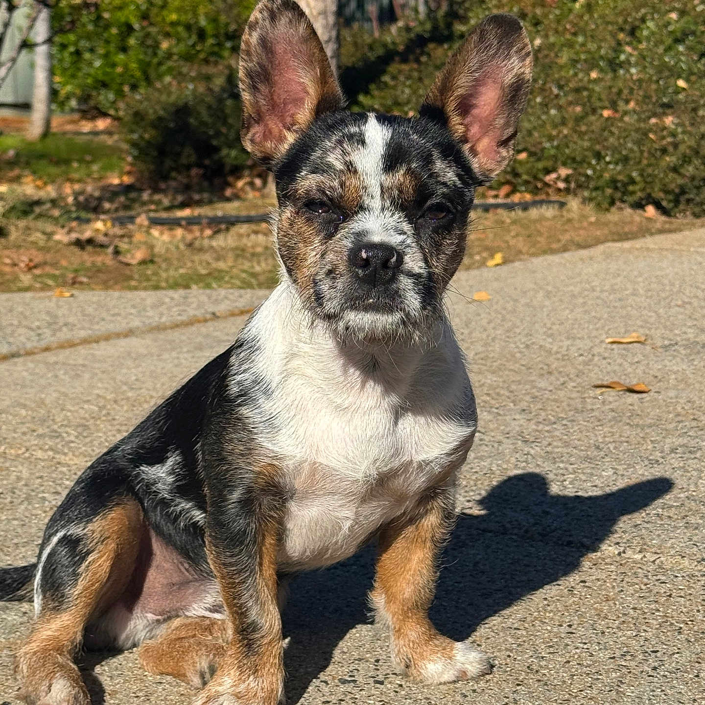 Rocky joined the competition — help win amazing prizes! accessories, animal, bostonbull, bulldog, canine, city, dog, frenchbulldog, grass, hound, pet, plant, puppy, road, rock, soil, strap, street, tree, urban