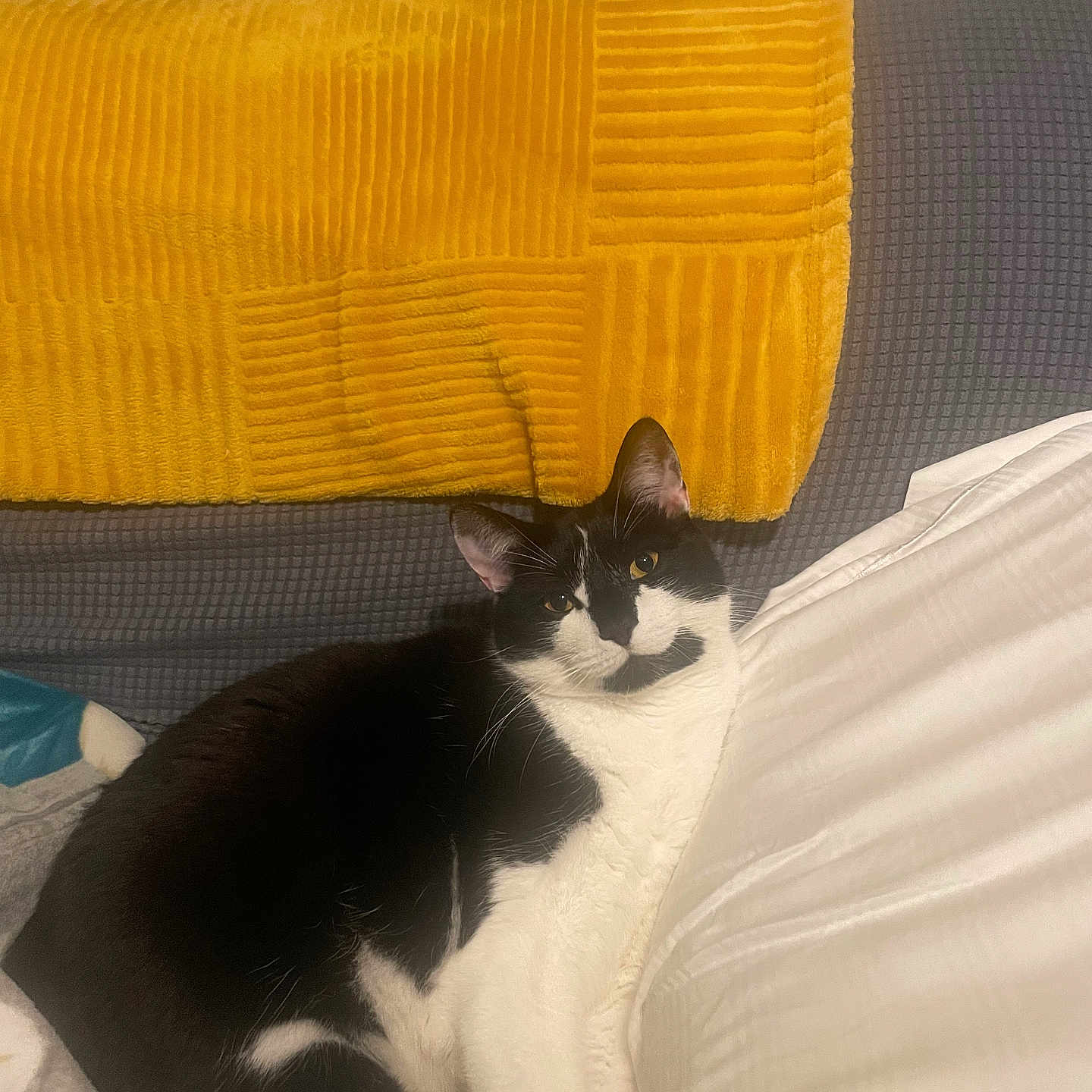 Archie joined the competition — help win amazing prizes! animal, black_and_white, blanket, cat, comfort, couch, cozy, domestic_animal, ears, feline, fur, home, indoor, pet, relaxed, resting, seated, soft_texture, whiskers, yellow_throw