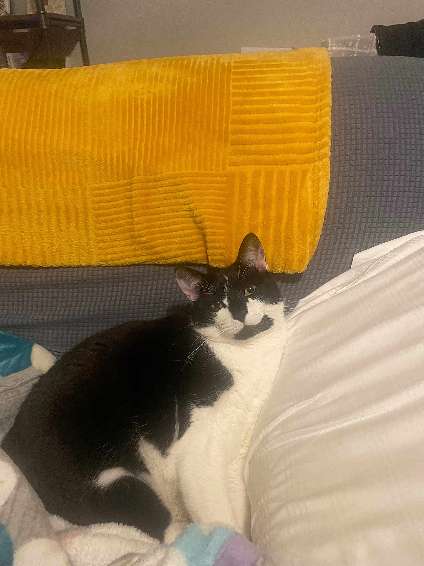 Archie