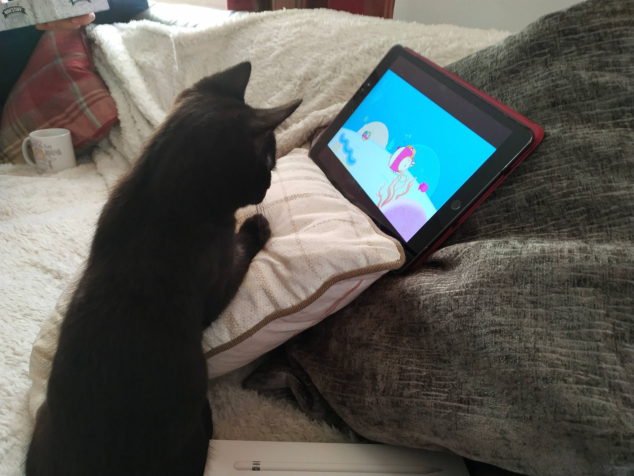 Salem joined the competition — help win amazing prizes! black_cat, carnivore, cat, comfort, domestic_short_haired_cat, felidae, fur, furniture, kitten, linens, nap, russian_blue, small_to_medium_sized_cats, tablet_computer, tail, whiskers