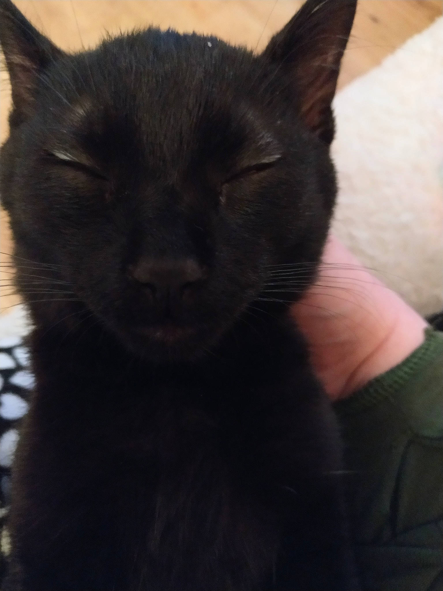 Salem is registered to the contest to win money with this photo: asian, black, black_cat, bombay, burmese, carnivore, cat, domestic_short_haired_cat, felidae, fur, kitten, mammal, small_to_medium_sized_cats, snout, vertebrate, whiskers