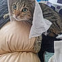 cat, tabby_cat, cloth, cushion, whiskers, wide_eyes, indoor, cozy, soft_texture, pile_of_clothes, resting, curious, pet, feline, striped_fur, close_up, domestic_animal, household, fabric, nap_time