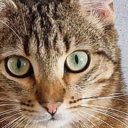 Simba participe au concours pour gagner de l'argent avec cette photo : cat, close_up, tabby, green_eyes, whiskers, fur, pet, animal, face, ears, nose, curious, domestic_cat, mammal, portrait, looking, indoor, feline, cute, alert
