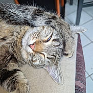 Ushi participe au concours pour gagner de l'argent avec cette photo : animal, cat, closeup, cushion, domestic_cat, ear, fabric, face, feline, fur, indoor, nose, paw, pet, relaxation, resting, sleeping, tabby, tile_floor, whiskers