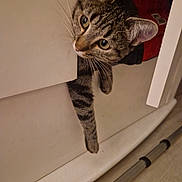 Ushi a rejoint le concours — aidez-le/la à gagner de superbes lots ! cat, tabby, indoor, curious, cabinet, paw, door, home, playful, feline, whiskers, ears, floor, peeking, pet, animal, domestic, closeup, looking, cute