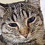 Ushi a rejoint le concours — aidez-le/la à gagner de superbes lots ! cat, tabby, close_up, fur, whiskers, face, pet, animal, domestic, feline, ears, eyes, nose, muzzle, portrait, cute, indoor, soft_light, detail, relaxed