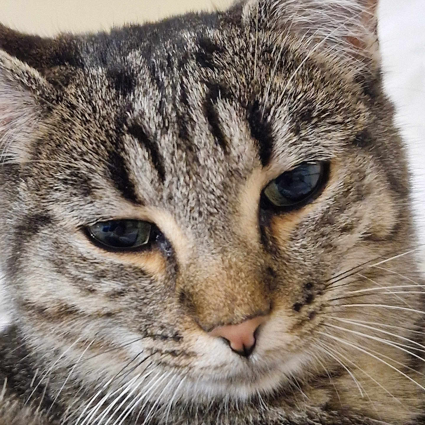 Ushi a rejoint le concours — aidez-le/la à gagner de superbes lots ! animal, cat, close_up, cute, detail, domestic, ears, eyes, face, feline, fur, indoor, muzzle, nose, pet, portrait, relaxed, soft_light, tabby, whiskers