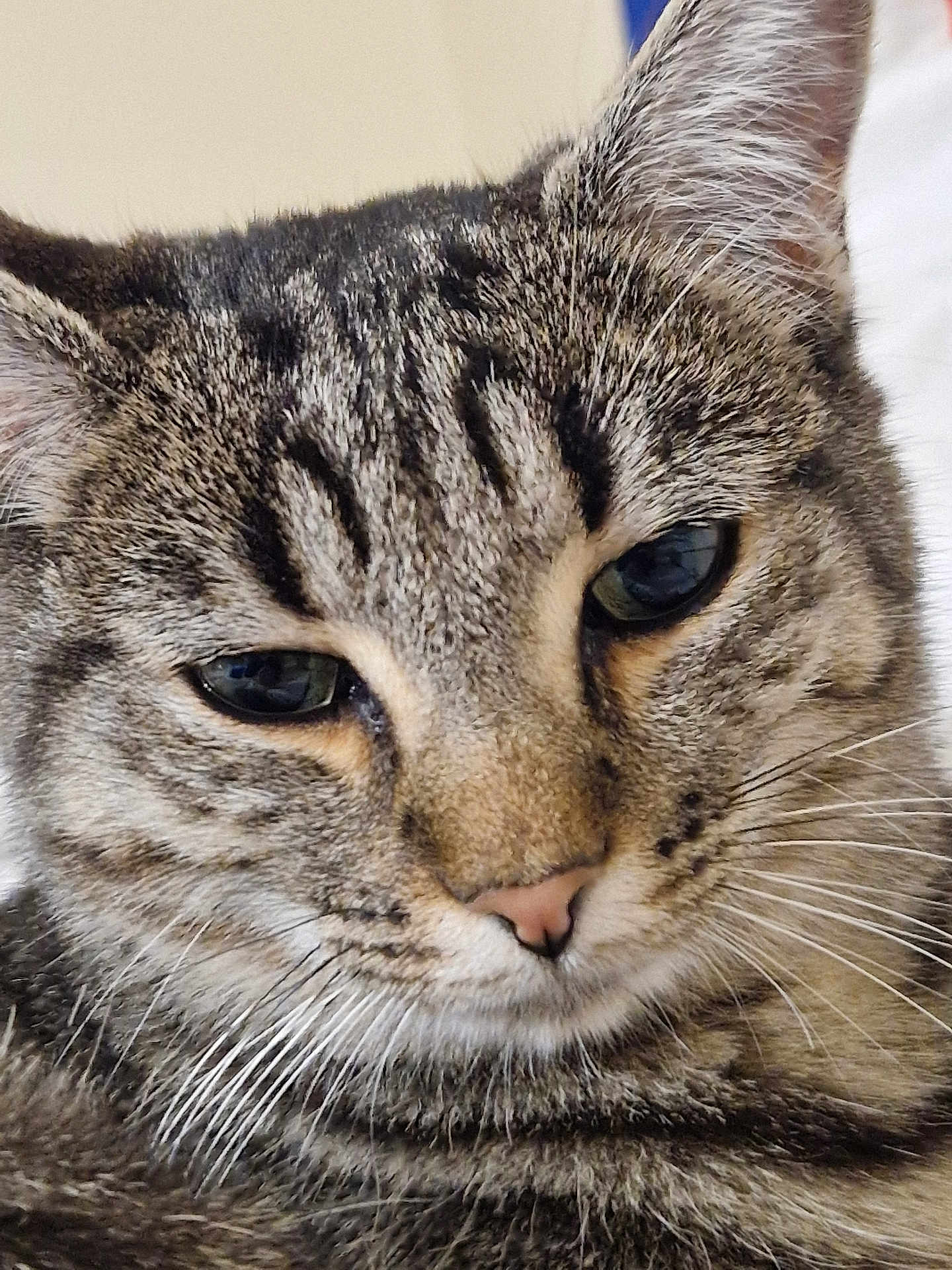 Ushi a rejoint le concours — aidez-le/la à gagner de superbes lots ! cat, tabby, close_up, fur, whiskers, face, pet, animal, domestic, feline, ears, eyes, nose, muzzle, portrait, cute, indoor, soft_light, detail, relaxed