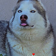 Loucky participe au concours pour gagner de l'argent avec cette photo : dog, husky, blue_eyes, tongue_out, grass, outdoor, pet, fur, mammal, animal, canine, portrait, laying_down, cute, playful, expression, wall, daytime, nature, close_up