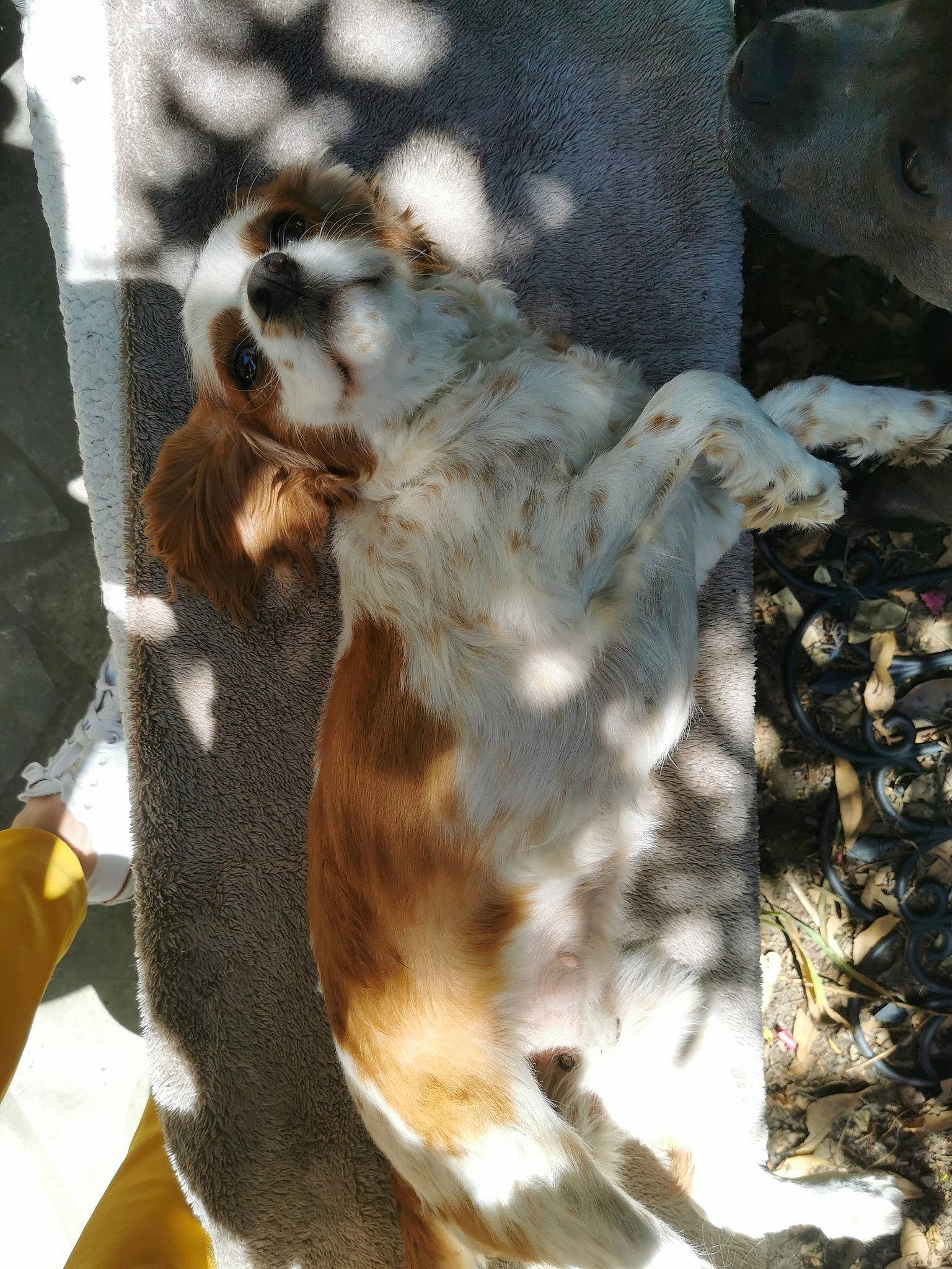 Perle a rejoint le concours — aidez-le/la à gagner de superbes lots ! canidae, carnivore, claw, companion_dog, dog_breed, fawn, felidae, fur, giraffidae, paw, small_to_medium_sized_cats, snout, sporting_group, tail, terrestrial_animal, whiskers, wildlife, wood, zoo