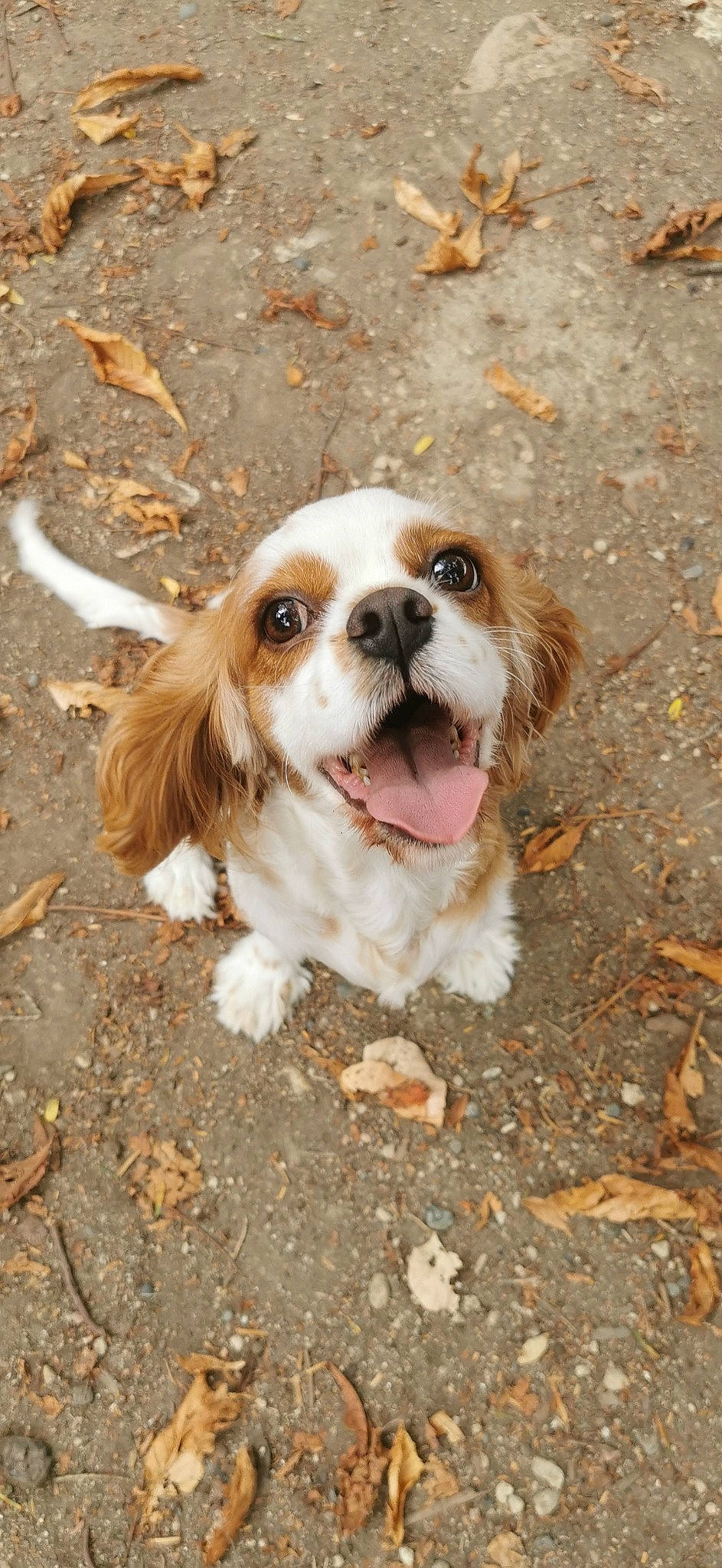 Perle a rejoint le concours — aidez-le/la à gagner de superbes lots ! canidae, carnivore, cavalier_king_charles_spaniel, cocker_spaniel, companion_dog, dog, dog_breed, dog_supply, fawn, fur, grass, king_charles_spaniel, liver, snout, soil, spaniel, sporting_group, terrestrial_animal, toy_dog, whiskers