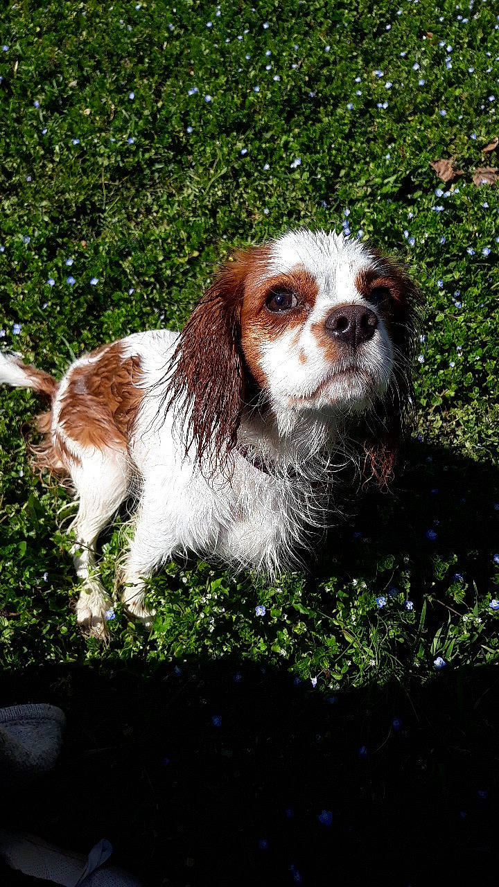 Perle participe au concours pour gagner de l'argent avec cette photo : canidae, carnivore, cavalier_king_charles_spaniel, companion_dog, dog, dog_breed, fur, grass, gun_dog, hunting_dog, king_charles_spaniel, liver, plant, snout, spaniel, sporting_group, terrestrial_animal, toy_dog