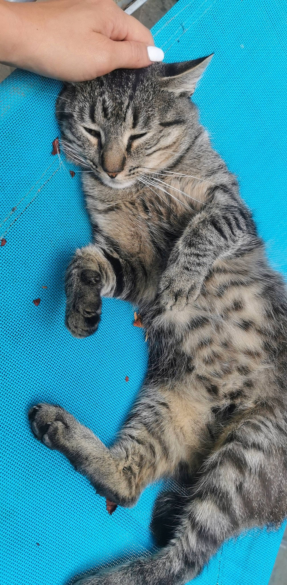 Ruby a rejoint le concours — aidez-le/la à gagner de superbes lots ! carnivore, cat, claw, domestic_short_haired_cat, electric_blue, felidae, foot, fur, paw, small_to_medium_sized_cats, snout, tail, terrestrial_animal, whiskers