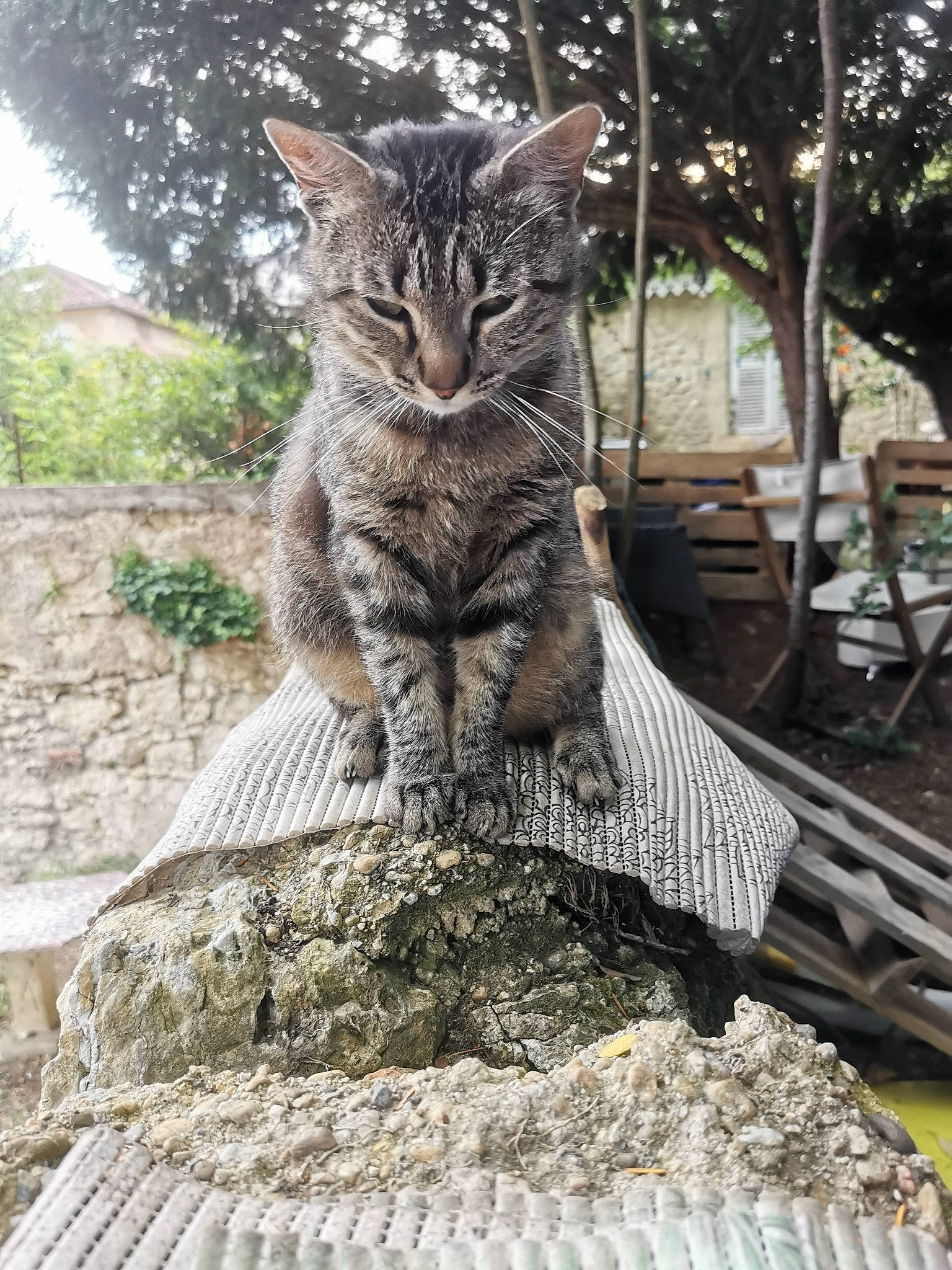 Ruby a rejoint le concours — aidez-le/la à gagner de superbes lots ! art, carnivore, cat, chair, domestic_short_haired_cat, felidae, fur, grass, monument, plant, sitting, small_to_medium_sized_cats, snout, tail, terrestrial_animal, tree, trunk, whiskers, wildlife, wood