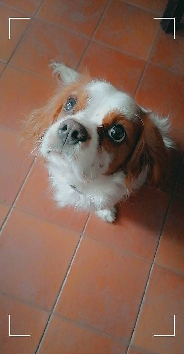 Rio participe au concours pour gagner de l'argent avec cette photo : canidae, carnivore, companion_dog, dog, dog_breed, dog_supply, eye, fawn, flooring, fur, liver, pet_supply, snout, sporting_group, tail, tile_flooring, toy_dog, volpino_italiano, whiskers, working_animal