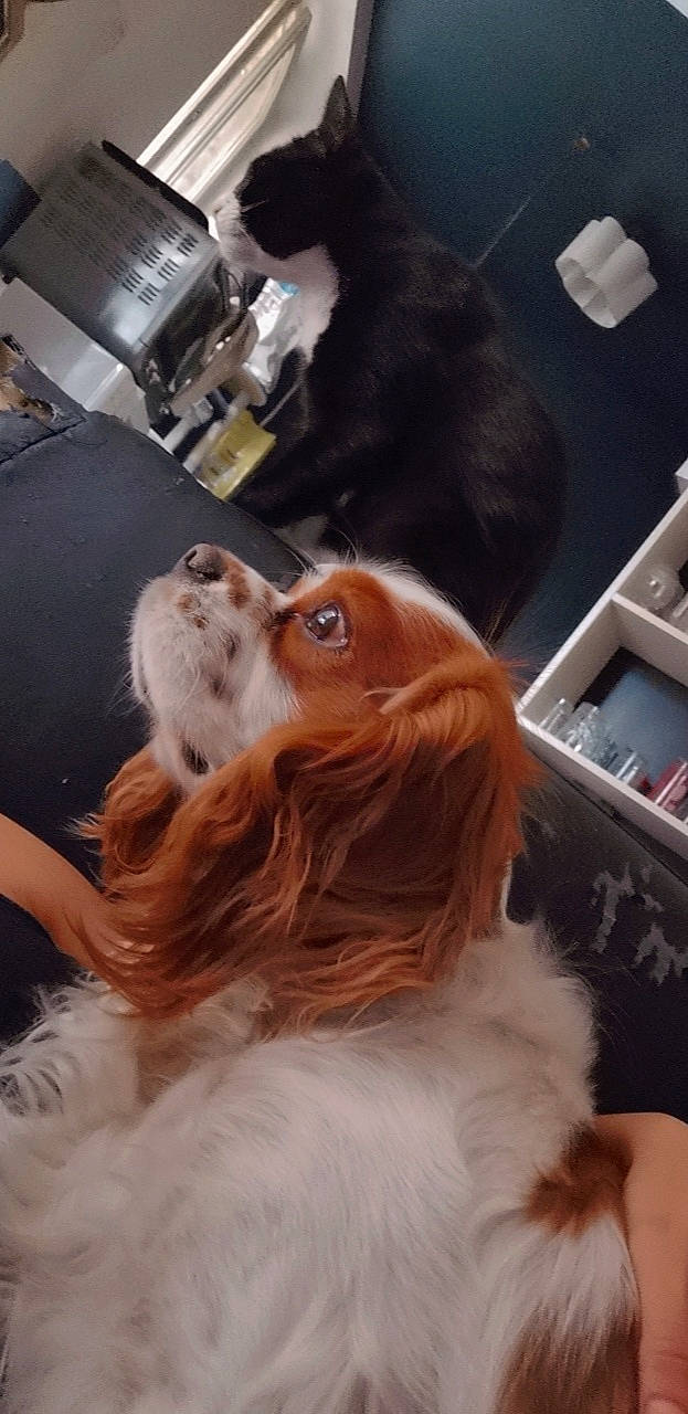 Rio participe au concours pour gagner de l'argent avec cette photo : canidae, carnivore, cavalier_king_charles_spaniel, companion_dog, dog, dog_breed, fawn, fur, hat, king_charles_spaniel, liver, long_hair, pekingese, shelf, snout, spaniel, sporting_group, toy_dog, whiskers, working_animal