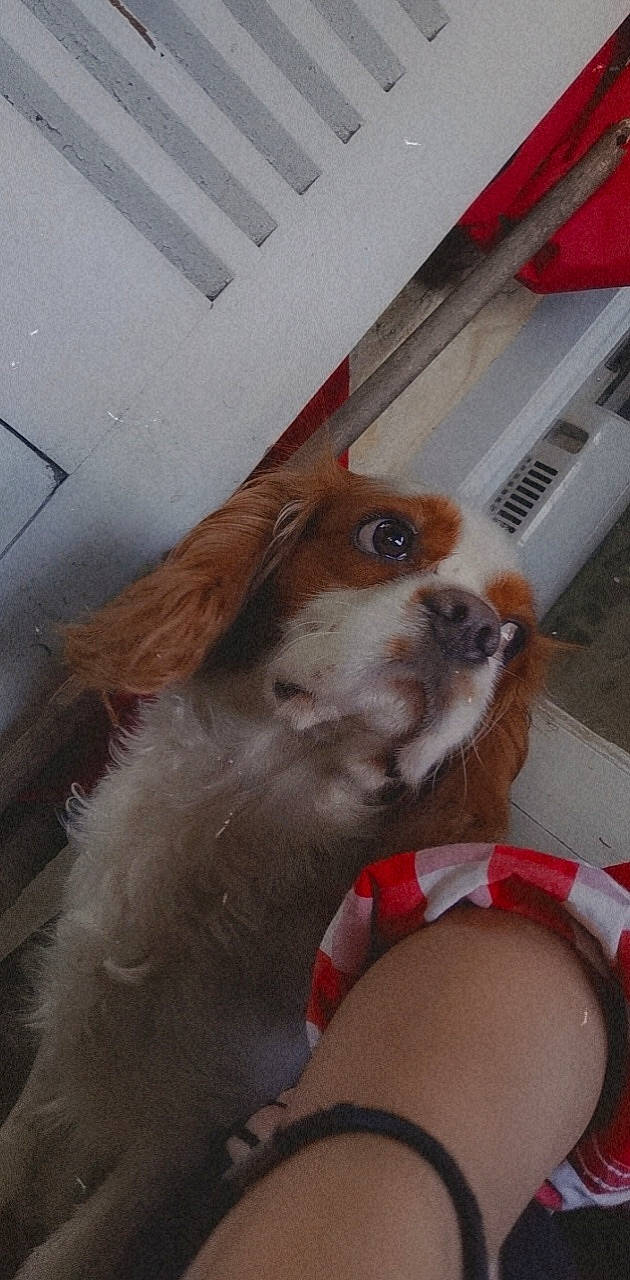 Rio a rejoint le concours — aidez-le/la à gagner de superbes lots ! canidae, carnivore, cavalier_king_charles_spaniel, collar, companion_dog, dog, dog_breed, dog_supply, fawn, fur, king_charles_spaniel, liver, pet_supply, snout, spaniel, sporting_group, tail, toy_dog, whiskers, working_animal