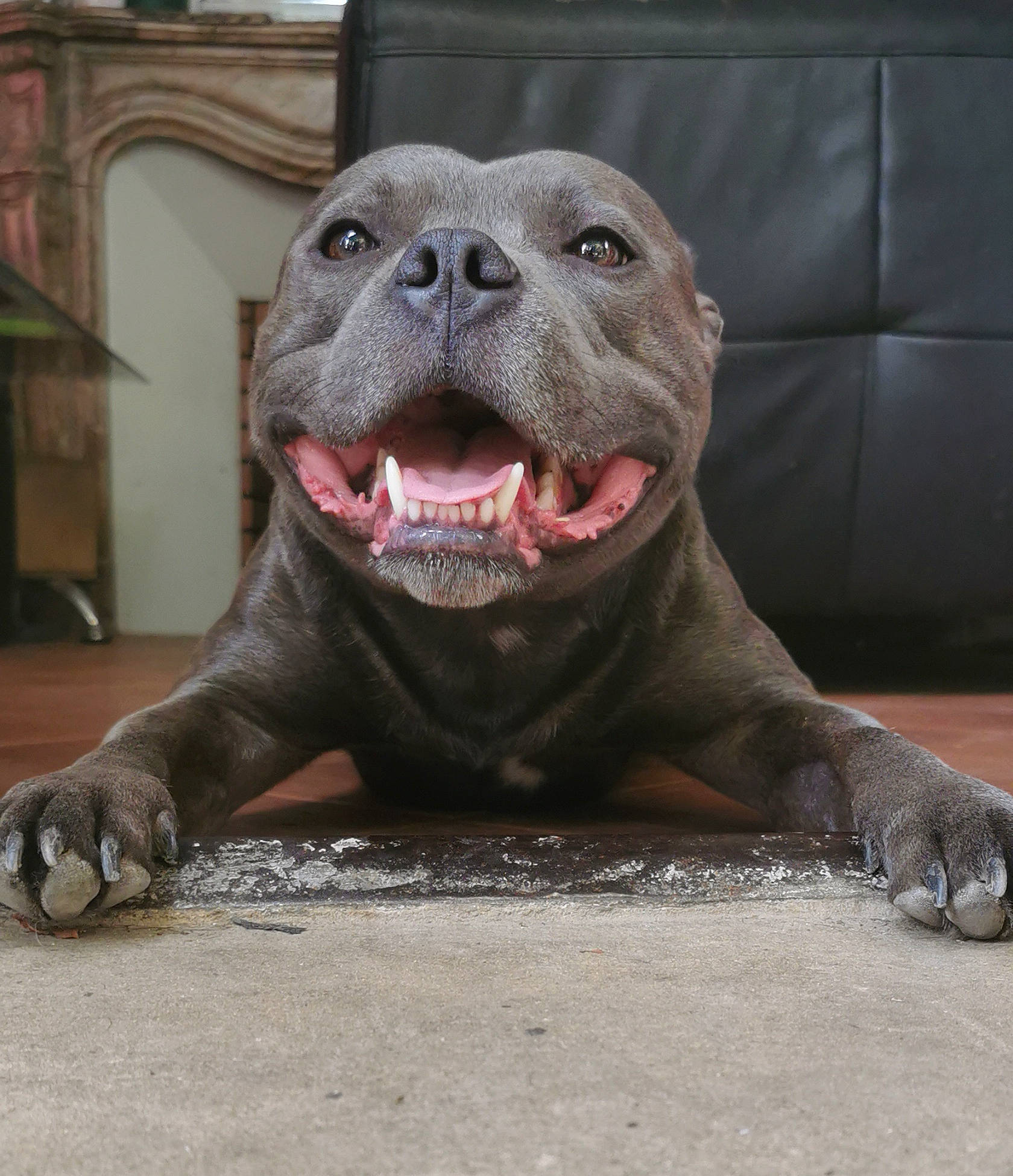 Rouskoff a rejoint le concours — aidez-le/la à gagner de superbes lots ! art, california_sea_lion, carnivore, dog_breed, earless_seal, fur_seal, grey, harbor_seal, marine_mammal, metal, sculpture, seal, snout, terrestrial_animal, whiskers