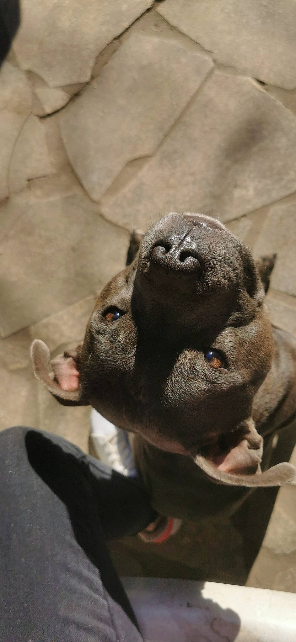 Rouskoff a rejoint le concours — aidez-le/la à gagner de superbes lots ! canidae, carnivore, collar, companion_dog, dog, dog_breed, fawn, fur, guard_dog, horn, liver, livestock, non_sporting_group, puppy, sporting_group, terrestrial_animal, whiskers, wildlife, working_animal, wrinkle