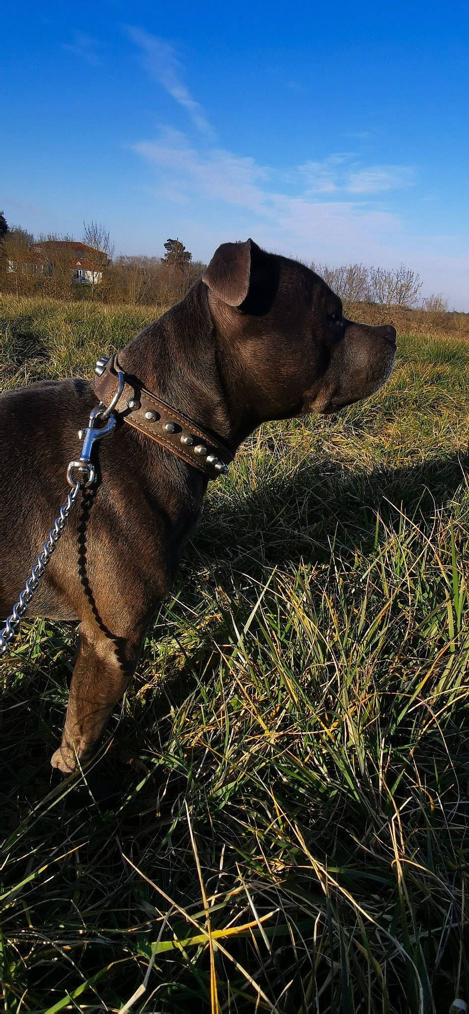Rouskoff participe au concours pour gagner de l'argent avec cette photo : carnivore, cloud, collar, dog_breed, dog_collar, fawn, grass, grassland, landscape, leash, liver, meadow, pet_supply, plant, prairie, rural_area, sky, snout, terrestrial_animal, working_animal