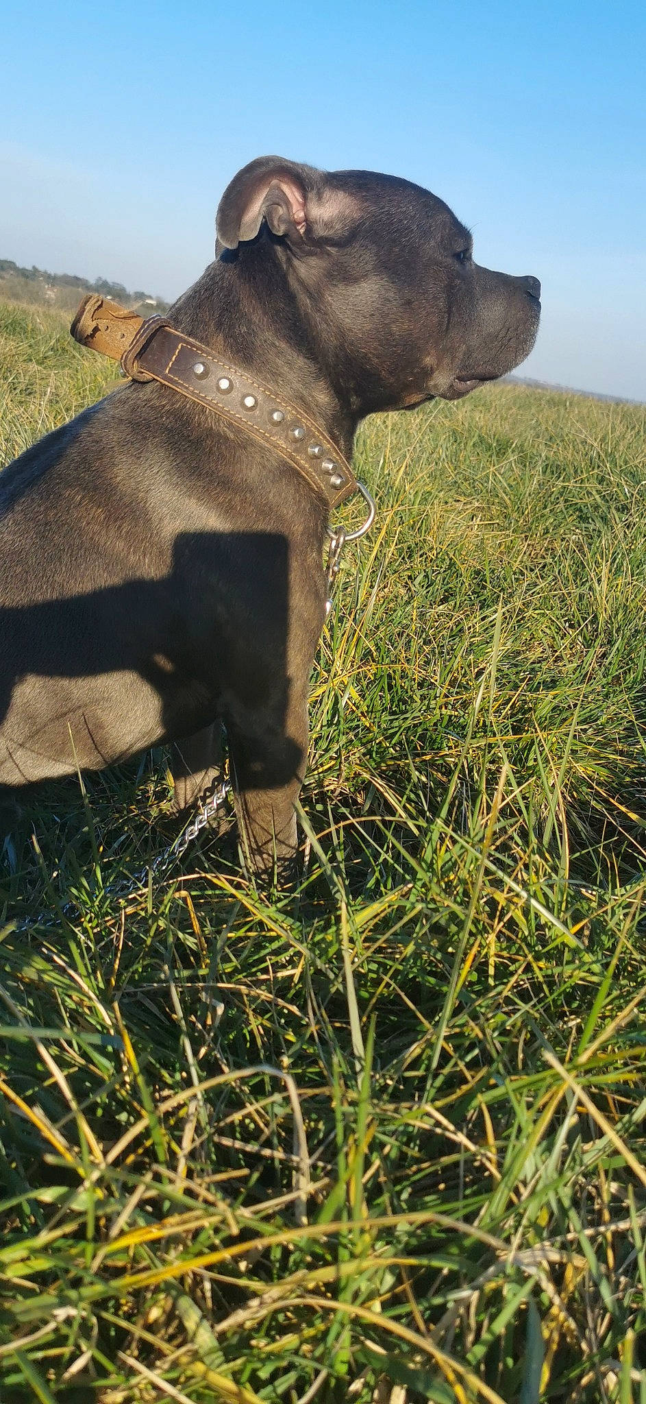 Rouskoff participe au concours pour gagner de l'argent avec cette photo : carnivore, collar, companion_dog, dog, dog_breed, dog_collar, fashion_accessory, fawn, grass, grass_family, grassland, leash, liver, pet_supply, plant, prairie, sky, snout, terrestrial_animal, working_animal