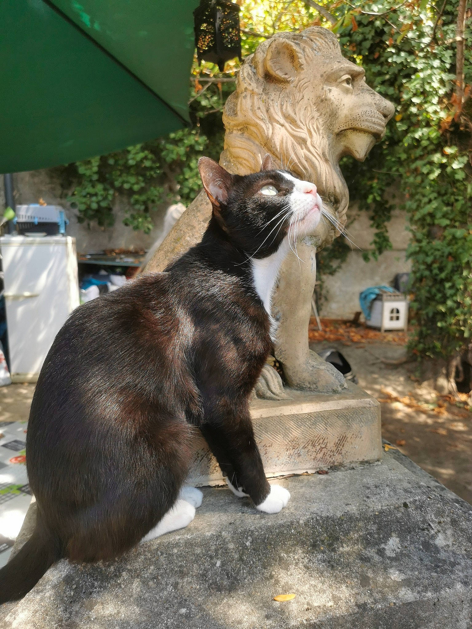 Felix a rejoint le concours — aidez-le/la à gagner de superbes lots ! art, big_cats, canidae, carnivore, cat, domestic_short_haired_cat, felidae, fur, grass, houseplant, plant, sculpture, small_to_medium_sized_cats, snout, statue, tail, terrestrial_animal, tree, whiskers, wildlife