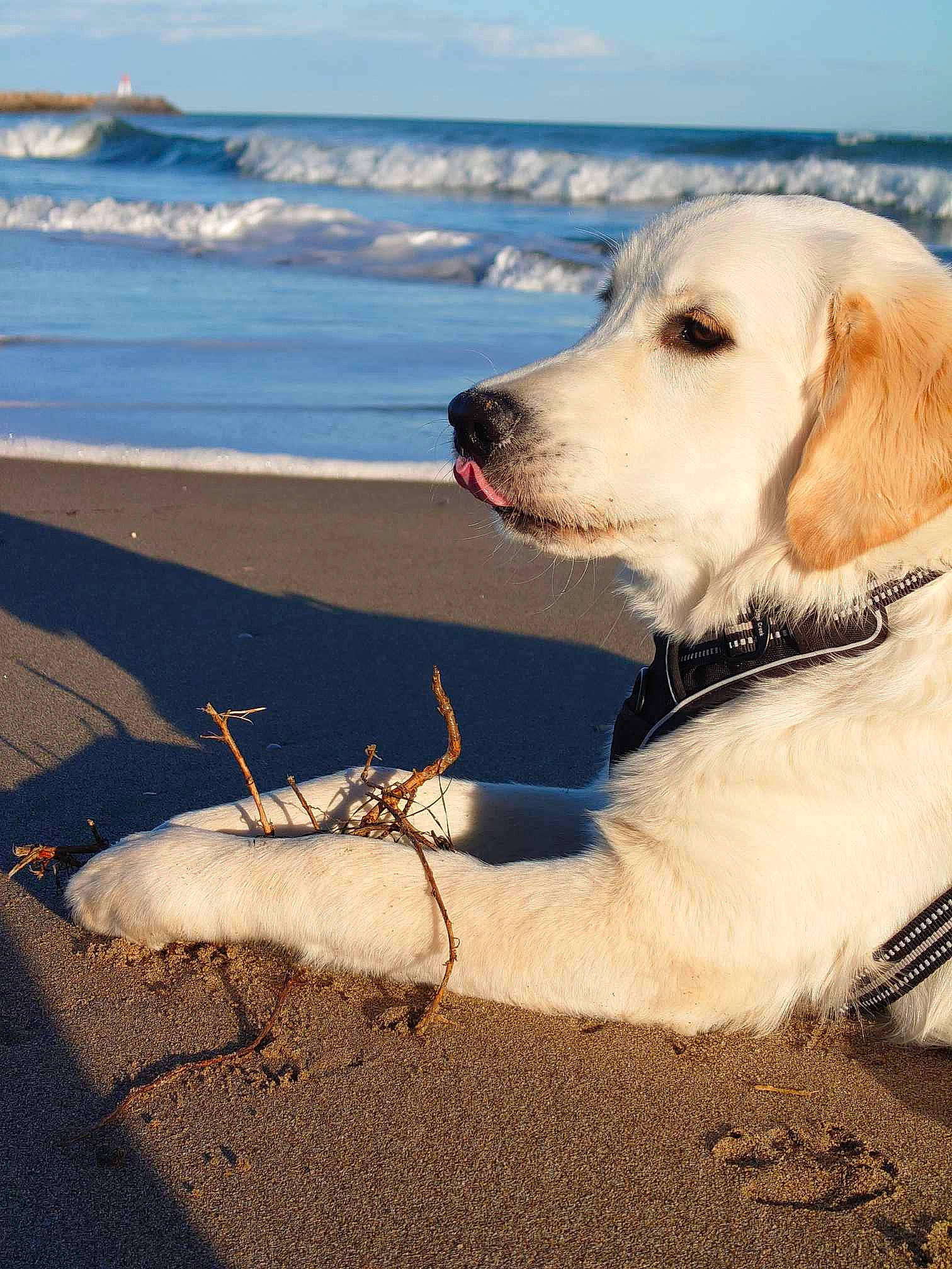 Sky participe au concours pour gagner de l'argent avec cette photo : beach, canidae, carnivore, cloud, collar, companion_dog, dog, dog_breed, dog_collar, fawn, freezing, fur, happy, ice_cap, lake, sky, snout, sporting_group, water, winter