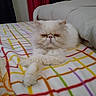 Chouchou a rejoint le concours — aidez-le/la à gagner de superbes lots ! animal, bed, blanket, cat, cozy, curtains, feline, fluffy, furniture, indoor, patterned_blanket, persian_cat, pet, radiator, red_curtains, relaxed, resting, white_cat, white_duvet, window