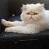 animal, cat, chair, close_up, cute, daylight, domestic_cat, feline, fluffy, fur, grumpy_look, outdoor, persian_cat, pet, relaxed, resting, serious_expression, stretched_paws, white_cat, woven_chair