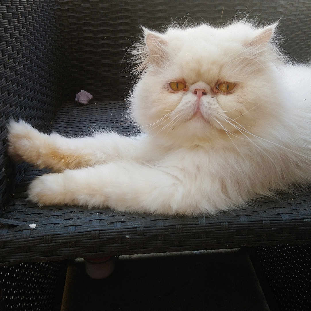 Chouchou