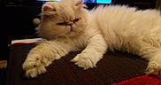 Chouchou participe au concours pour gagner de l'argent avec cette photo : animal, blurred_background, cat, closeup, cozy, domestic_animal, feline, fluffy, fur, human_figure, indoor, living_room, mammal, persian_cat, pet, relaxing, resting, table, television, white_cat