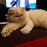 animal, blurred_background, cat, closeup, cozy, domestic_animal, feline, fluffy, fur, human_figure, indoor, living_room, mammal, persian_cat, pet, relaxing, resting, table, television, white_cat