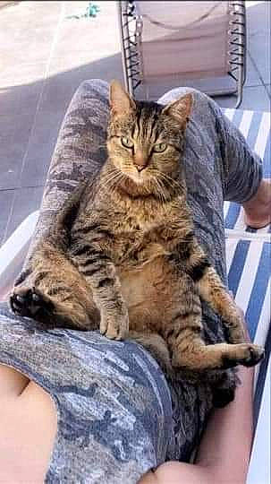 Diego a rejoint le concours — aidez-le/la à gagner de superbes lots ! carnivore, cat, claw, comfort, domestic_short_haired_cat, felidae, fur, gesture, paw, sitting, small_to_medium_sized_cats, snout, tail, terrestrial_animal, whiskers