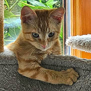 Achille a rejoint le concours — aidez-le/la à gagner de superbes lots ! cat, cat_tree, closeup, curious, domestic_cat, ears, feline, ginger_cat, greenery, indoor, kitten, natural_light, paw, pet, plant, soft_texture, whiskers, window, wooden_frame, young_animal